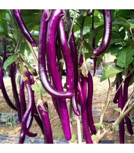 Amazon.com : Eggplant Seeds - Black Shine - Hybrid - 500 Mg